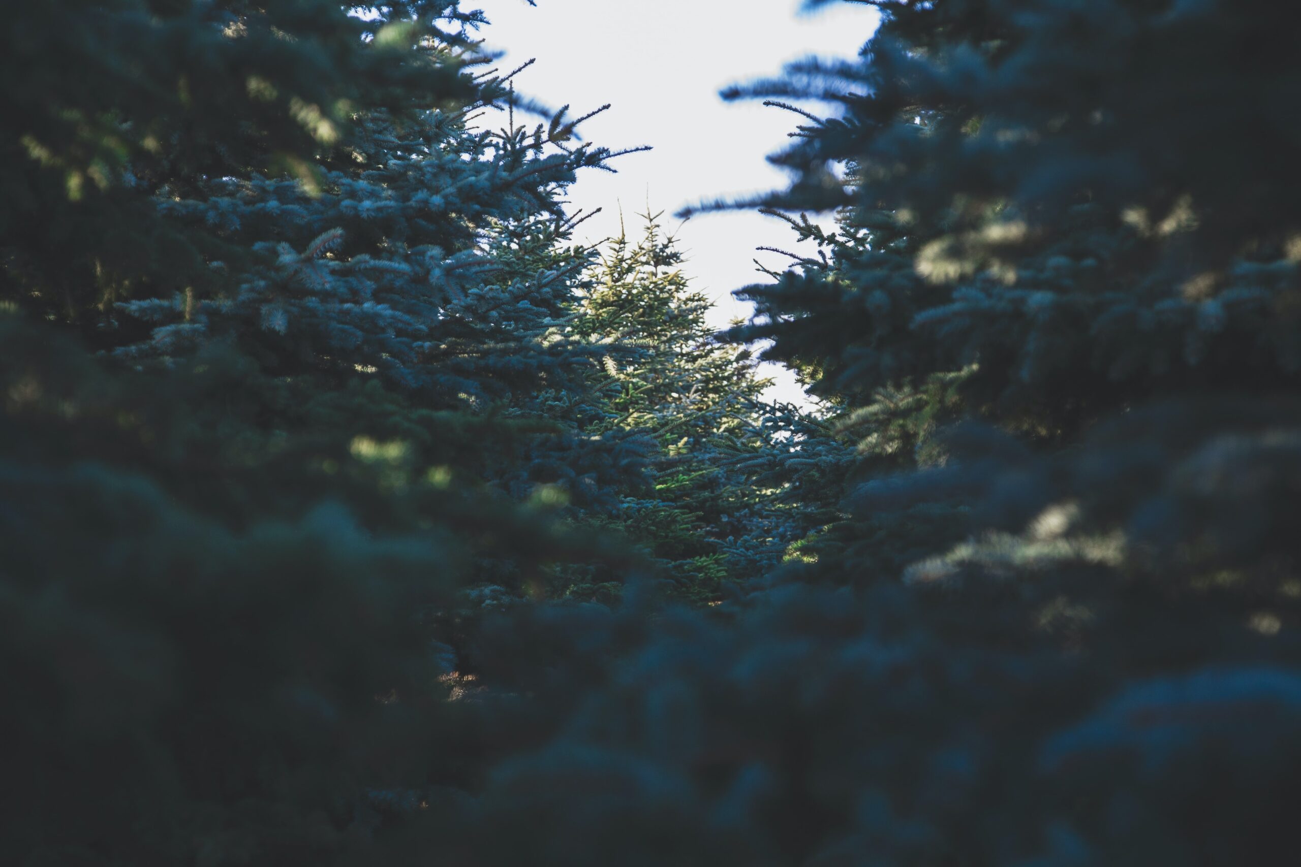 Vero O Finto Qual Lalbero Di Natale Che Rispetta Il Clima