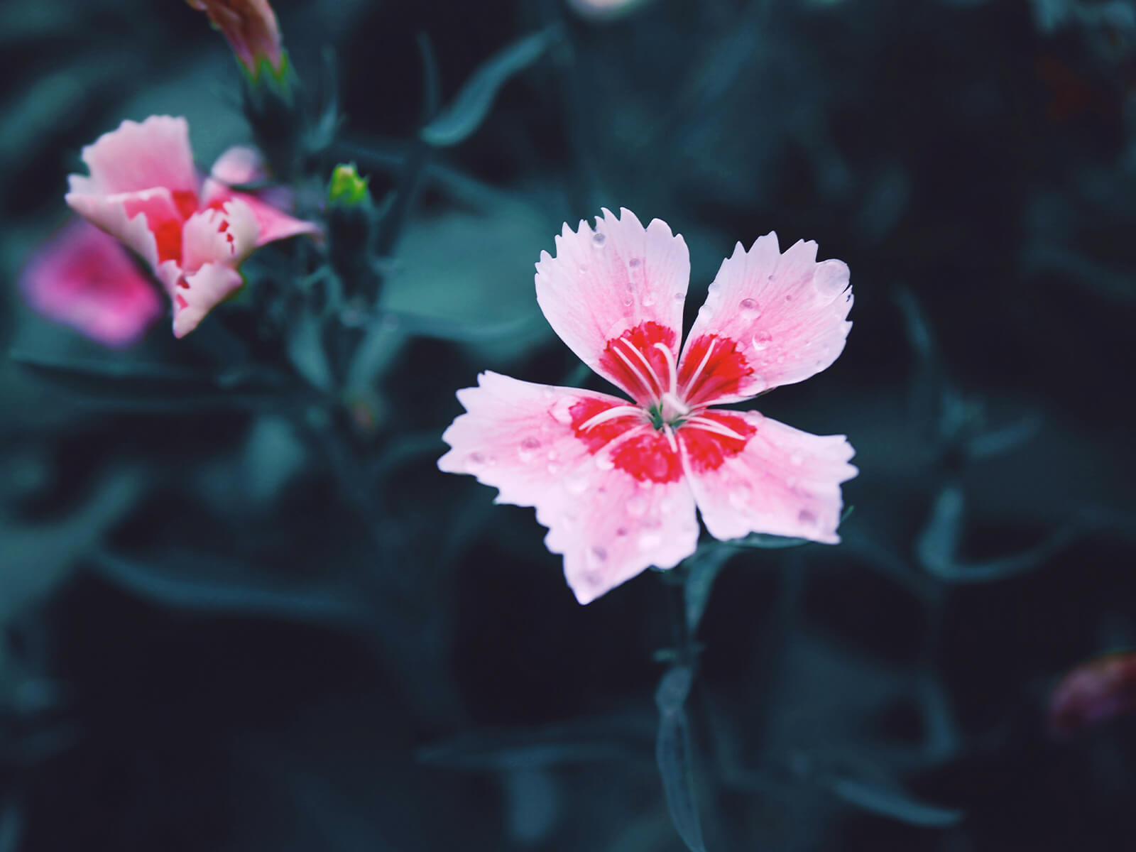 un garofano rosa