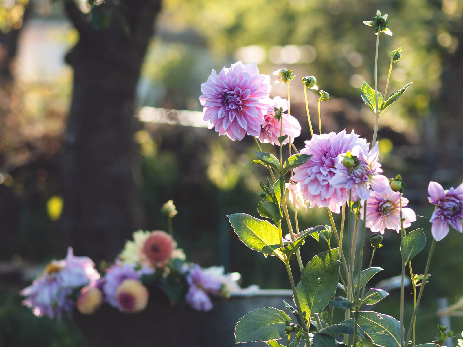 fiori rosa tipici del giardino inglese