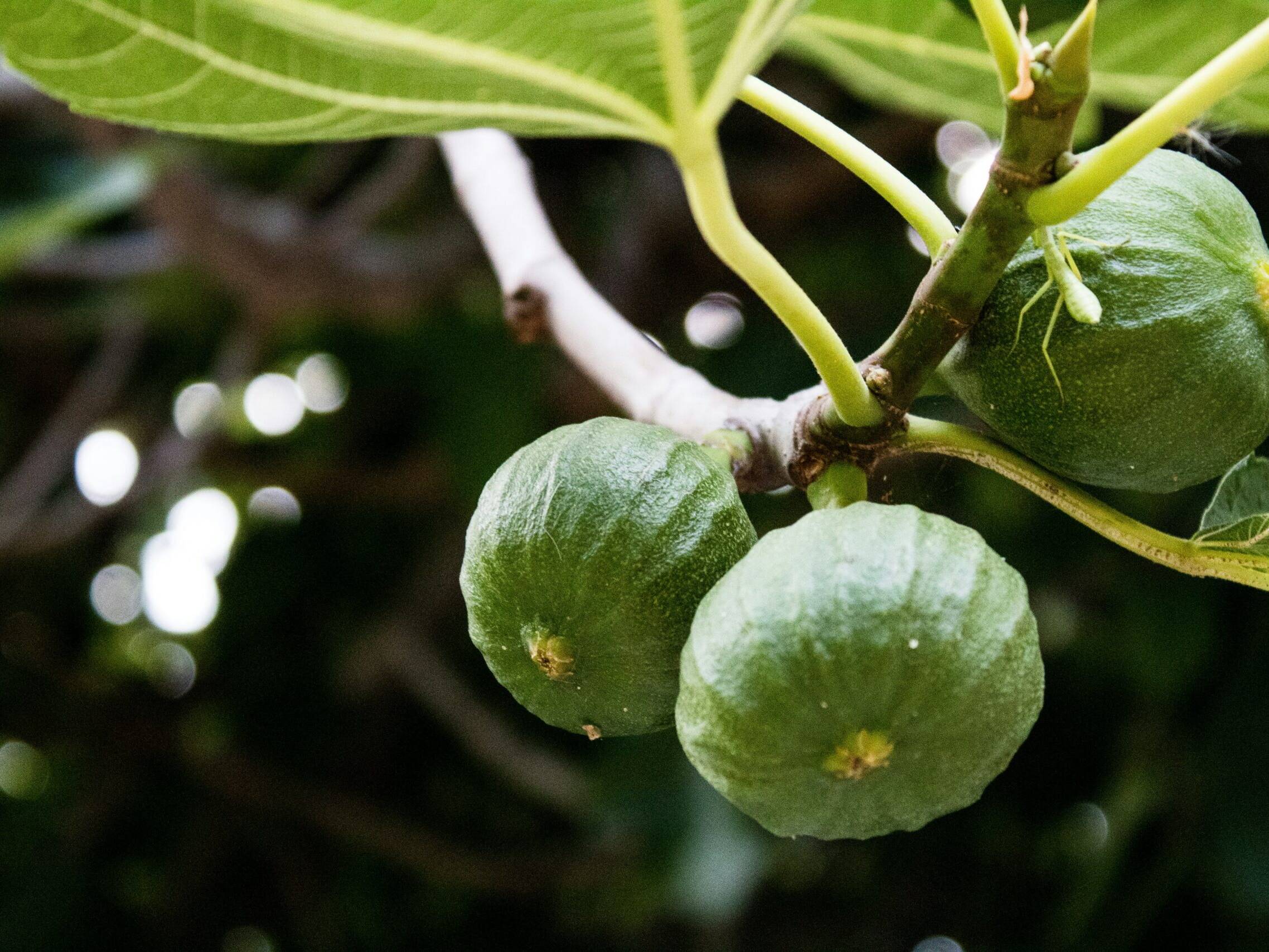 ramo di un albero di fico, pianta da frutto antica e rara