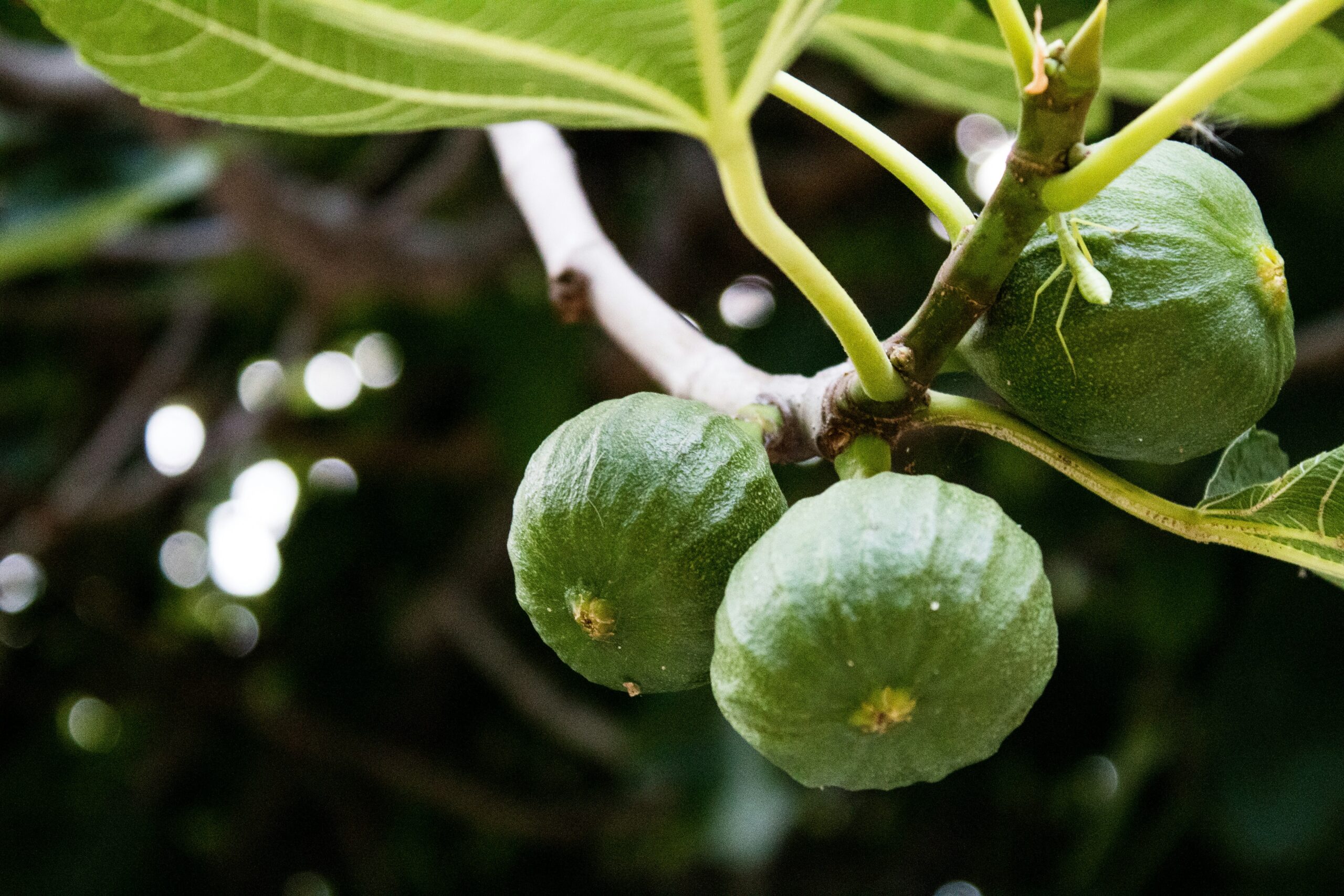 ramo di un albero di fico, pianta da frutto antica e rara