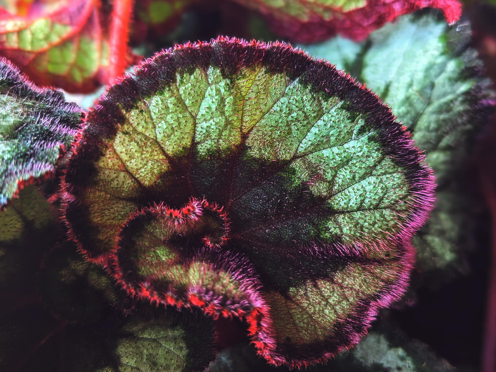 primo piano di una foglia di begonia